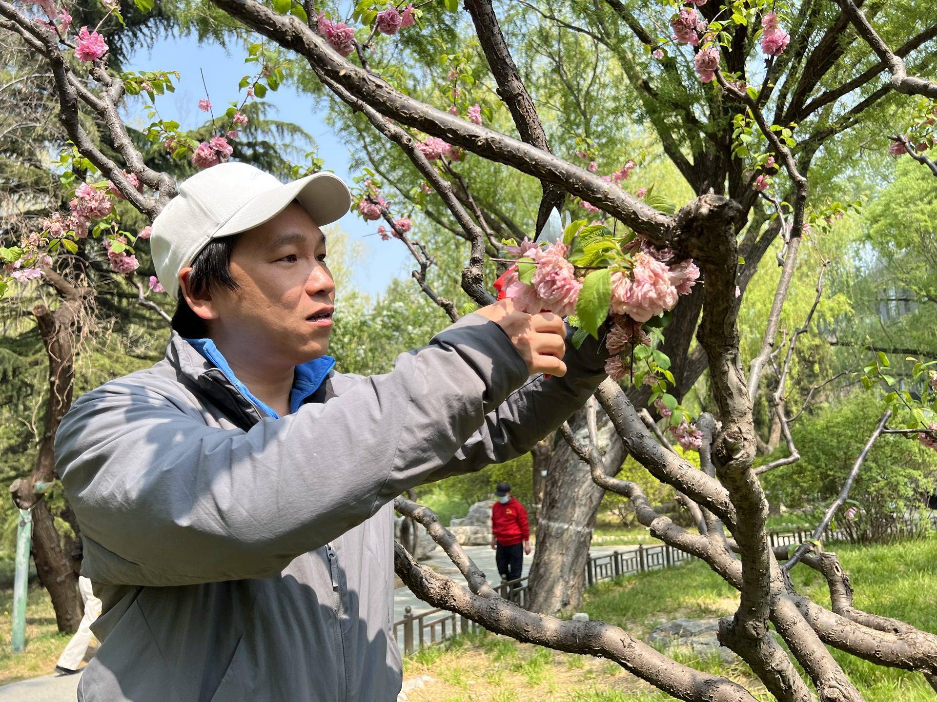 "银剪子"石宝峰:眼里只有花和树,剪出满庭芳