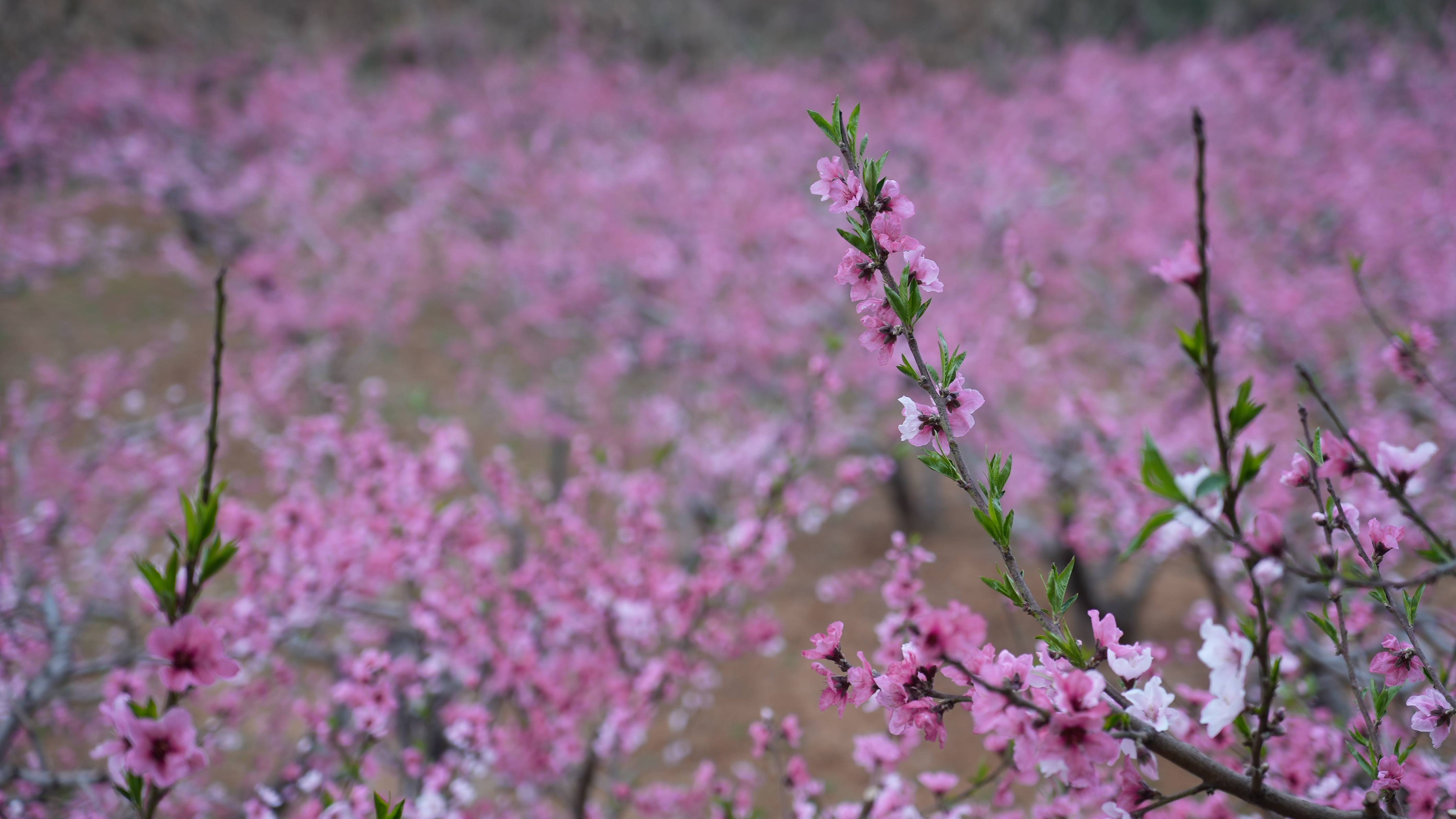 春日"颜值"生"产值"——山东肥城发展"赏花经济"见闻