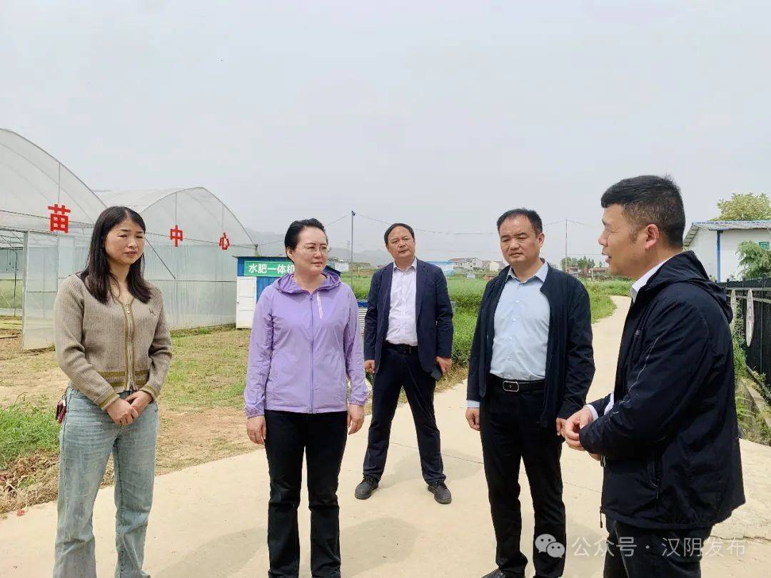 要闻丨汉阴:县委书记刘飞霞调研农业示范田建设工作