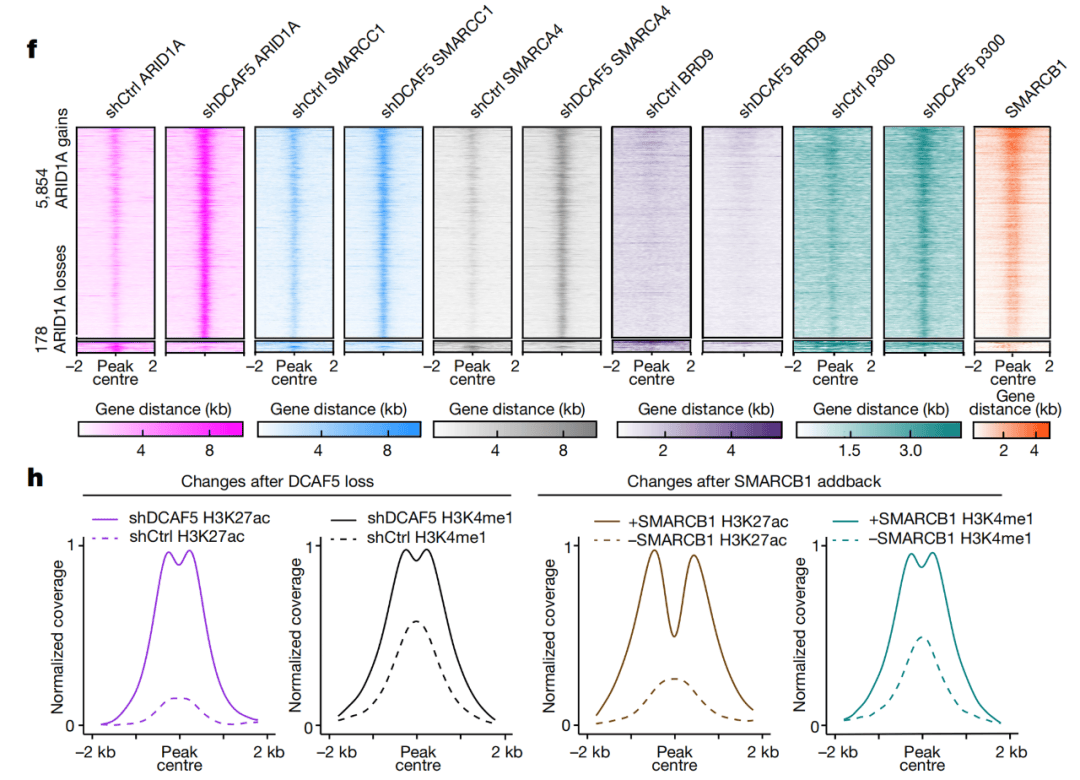 nature重磅:让癌细胞时光倒流,恢复正常,开启癌症治疗