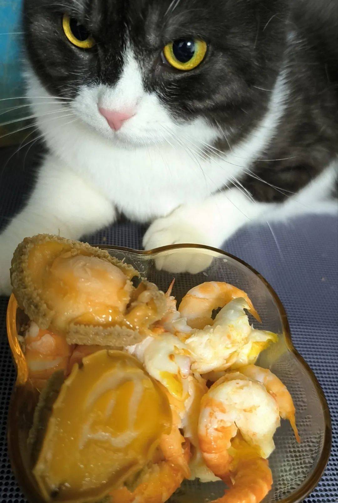 "天天过这些大鱼大肉的生活,身在福中不知福的猫:@fby/抖音/@夏天22