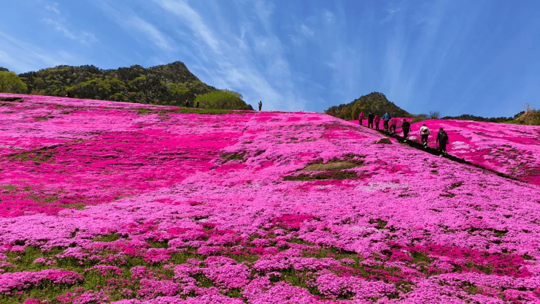 花香四溢昆嵛山石门里花开成海
