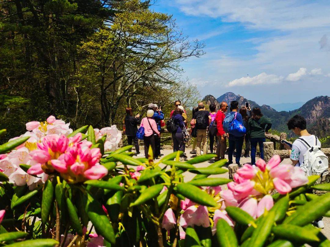安徽省花"黄山杜鹃"开花啦!|春游江淮