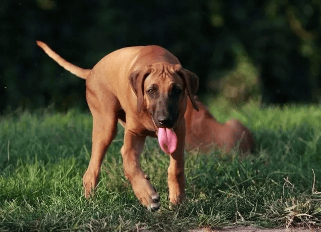 打猎嗅觉最好的犬图片