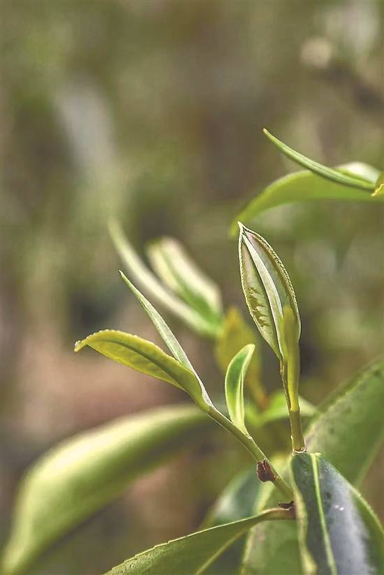 南昆山毛茶:群众增收"金叶子" 茶旅融合促发展