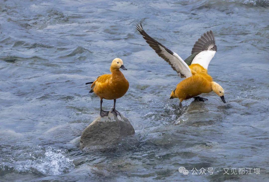 都江堰,珍稀水鸟栖息的乐园