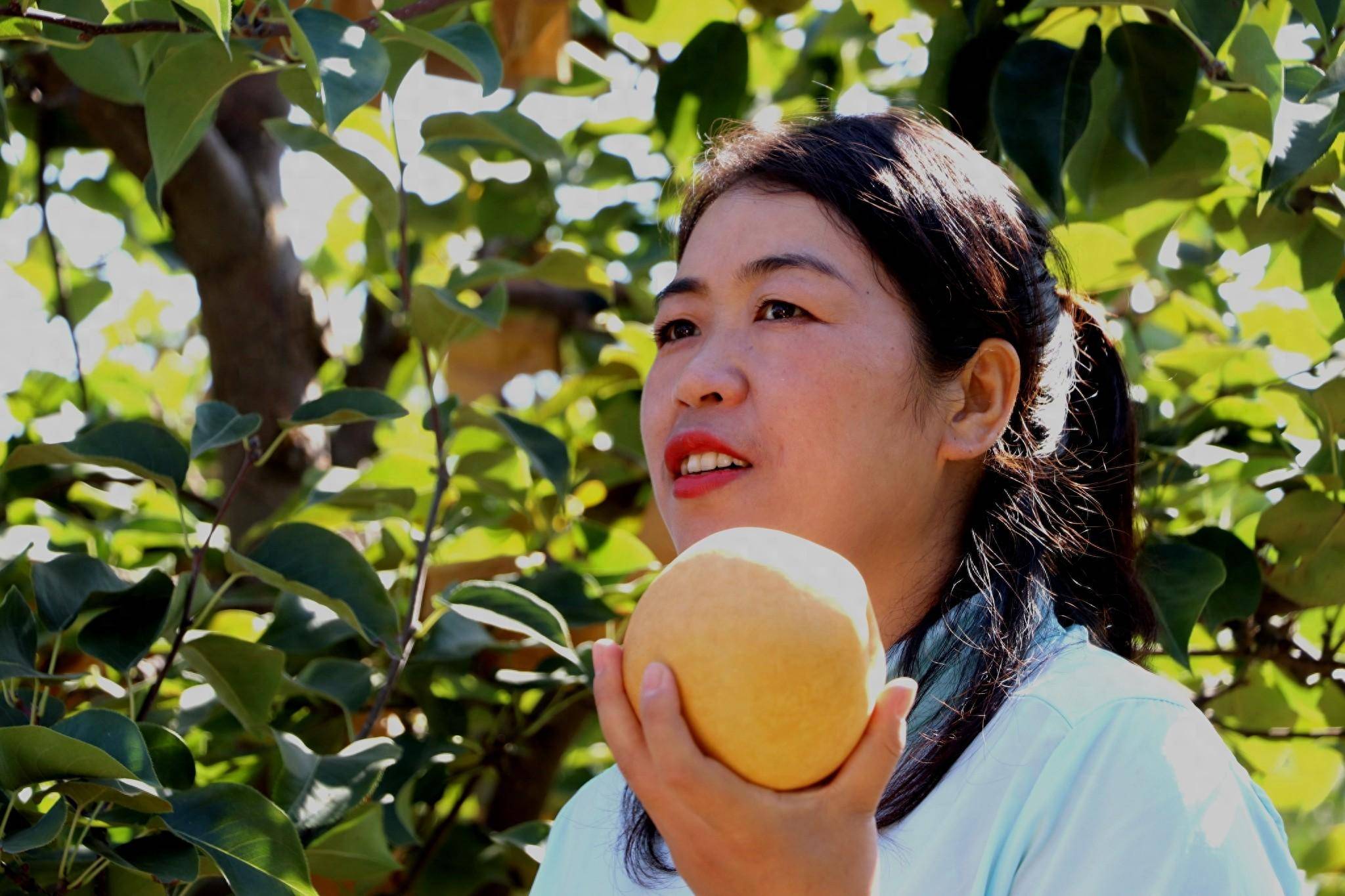 晚霞映照，梨花满山！让乡村美起来的“黄梨姑娘”丨俺是新农人_宁海峡_梨园_梨树