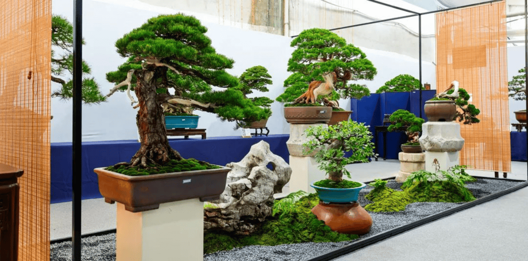 先睹为快!100张高清美图带你走进中国景盆景创意展,一饱眼福_艺术_新沂_书画