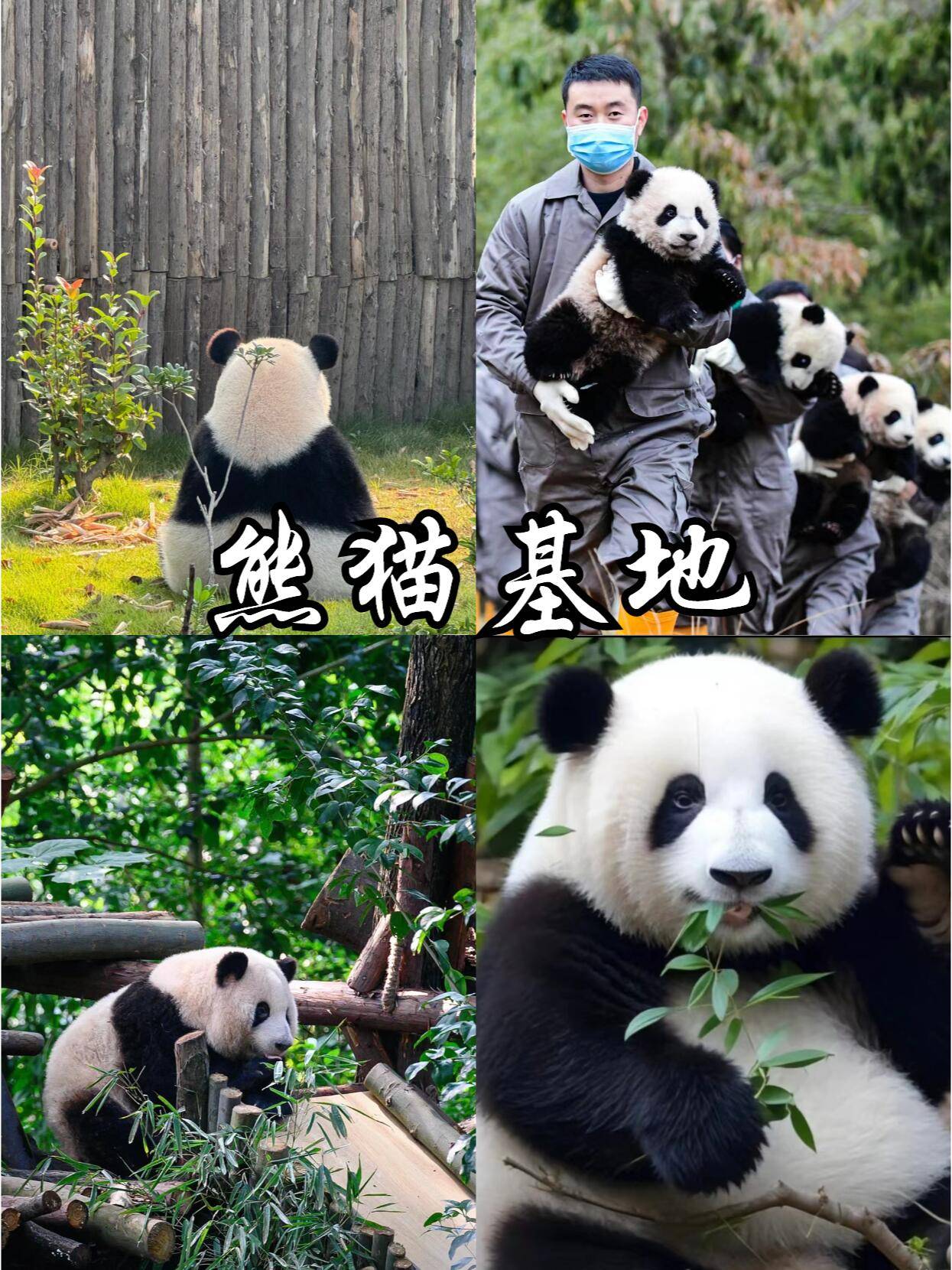 壁纸 大熊猫 动物 1245_1660 竖版 竖屏 手机