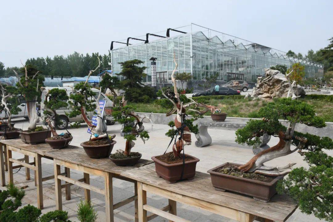 青州市第四届增福寺盆景文化艺术节在弥河镇开幕!_展会_交流_项目