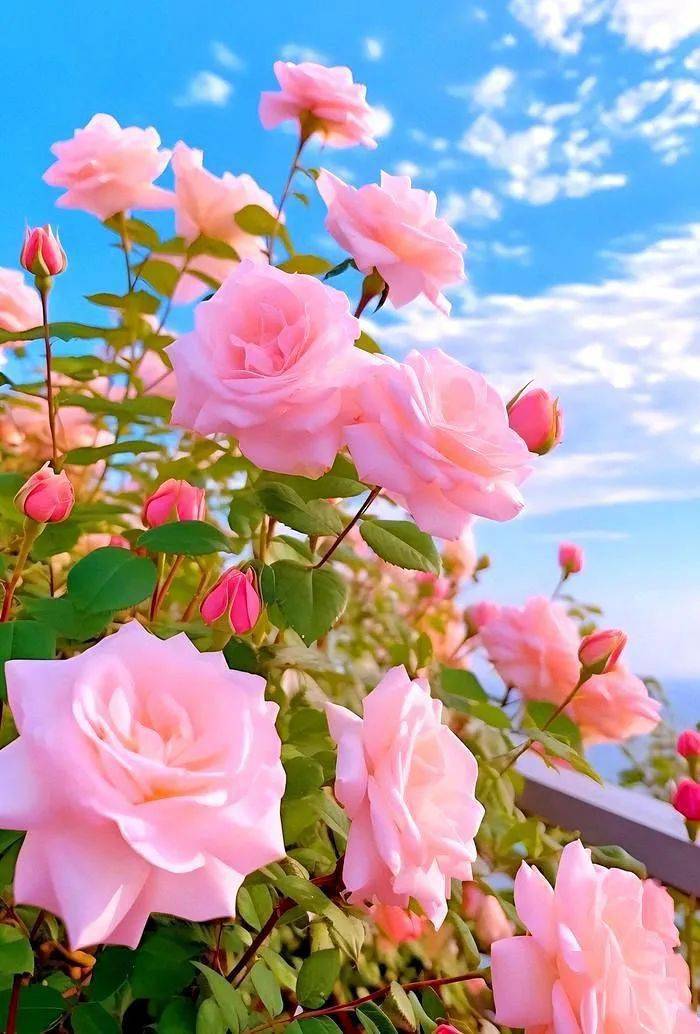 ​四月芳菲尽,人间五月来