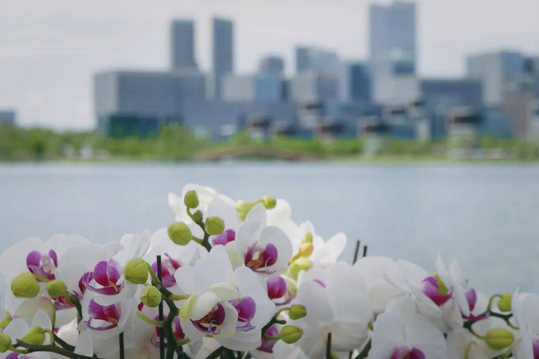 也迎来了无数随着成都世园会的举办我在兴隆湖边看盆景世园赏花季part