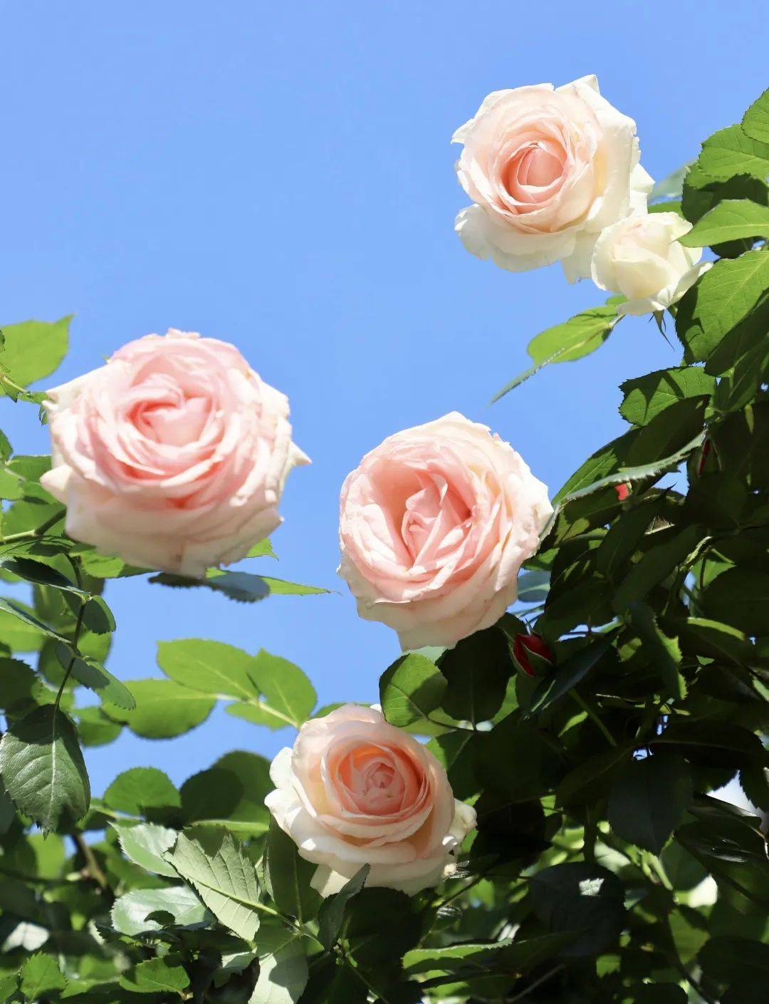 望城校园“校花”大赏！你PICK哪一个？-长沙励烽教育集团望城新校区地址