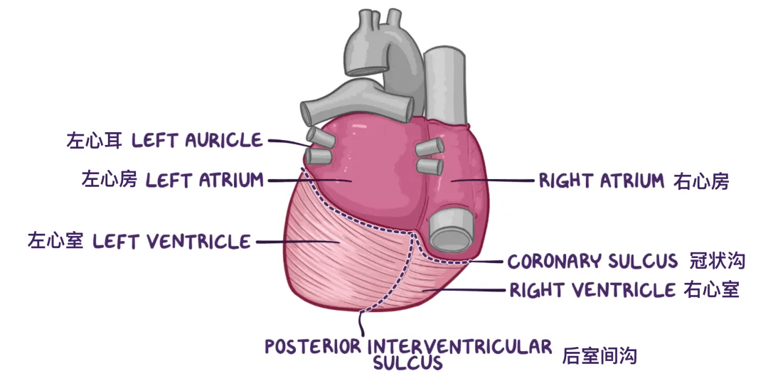 人体解剖学基础——心脏篇（heart）