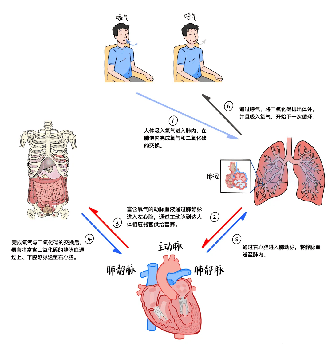 经过心脏泵血作用到达全身各个组织器官,这也就是血液的体循环