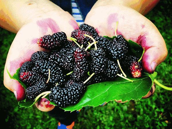 路边这种"桑泡儿"千万别摘,吃不得!