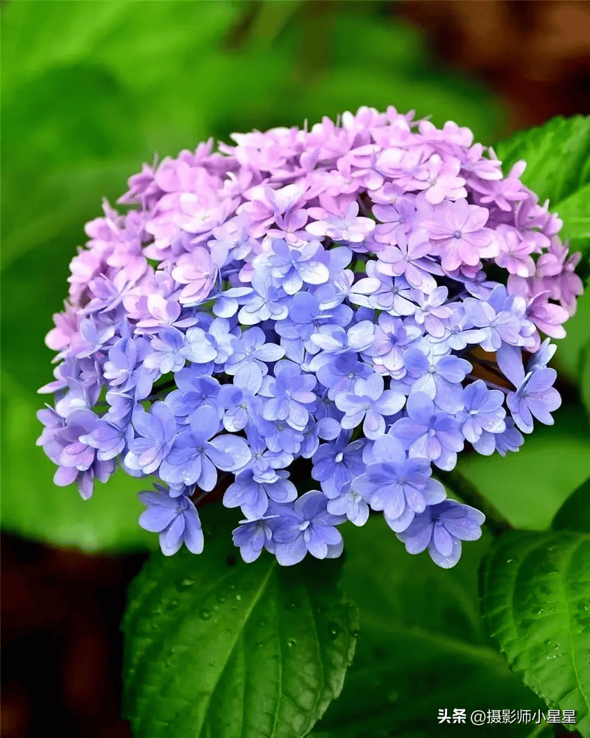 花开盛宴：这个5月值得一拍的6种绝美花卉！_搜狐网
