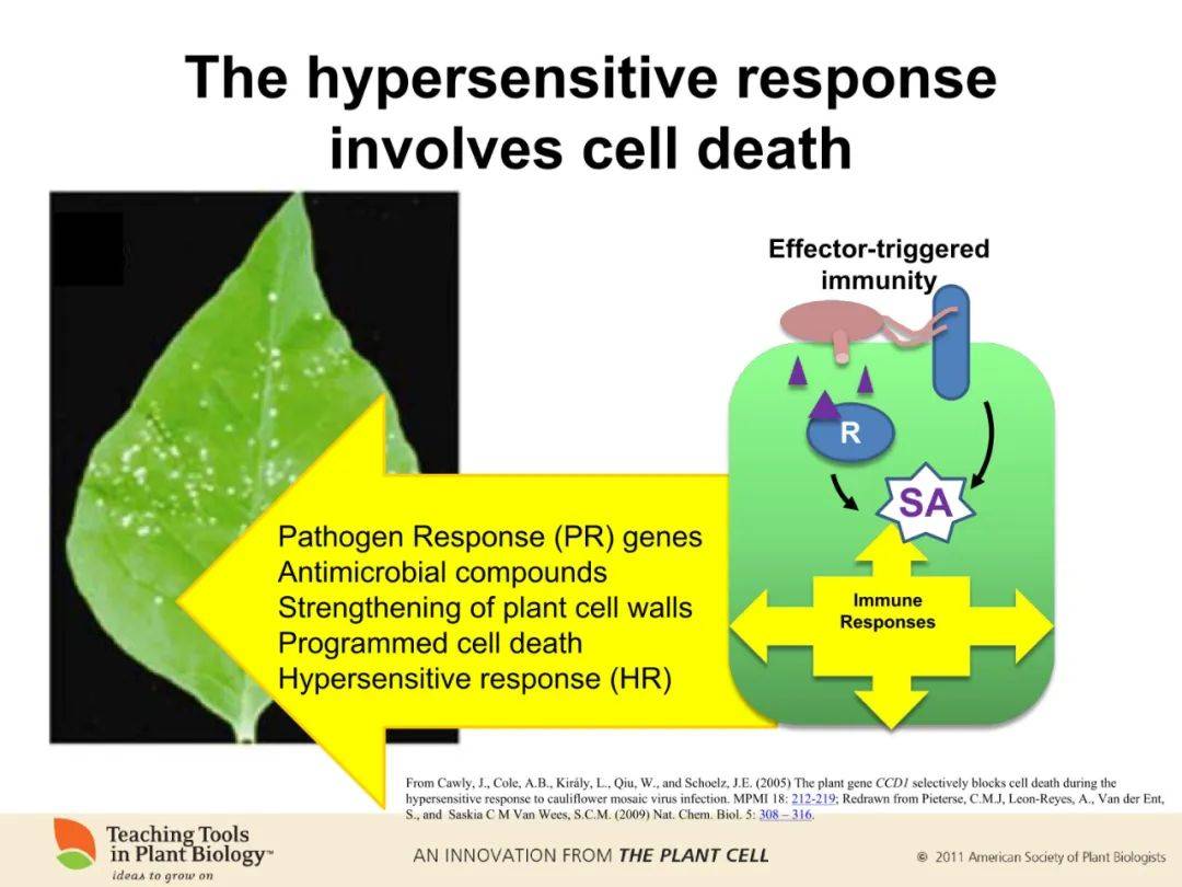 下载地址:http://www.plantcell.org/content/22/3/tpc.110.