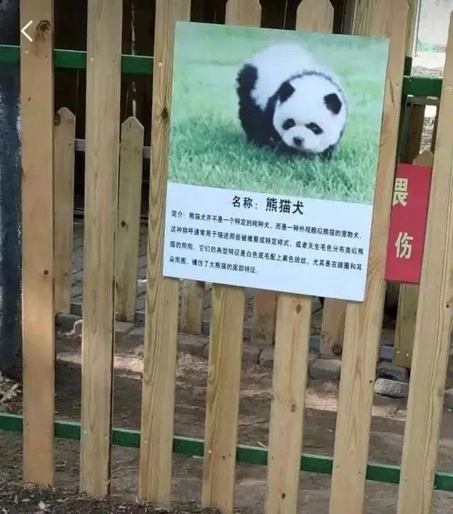 泰州动物园“熊猫犬”走红！动物园：是松狮犬，灵感来源网络