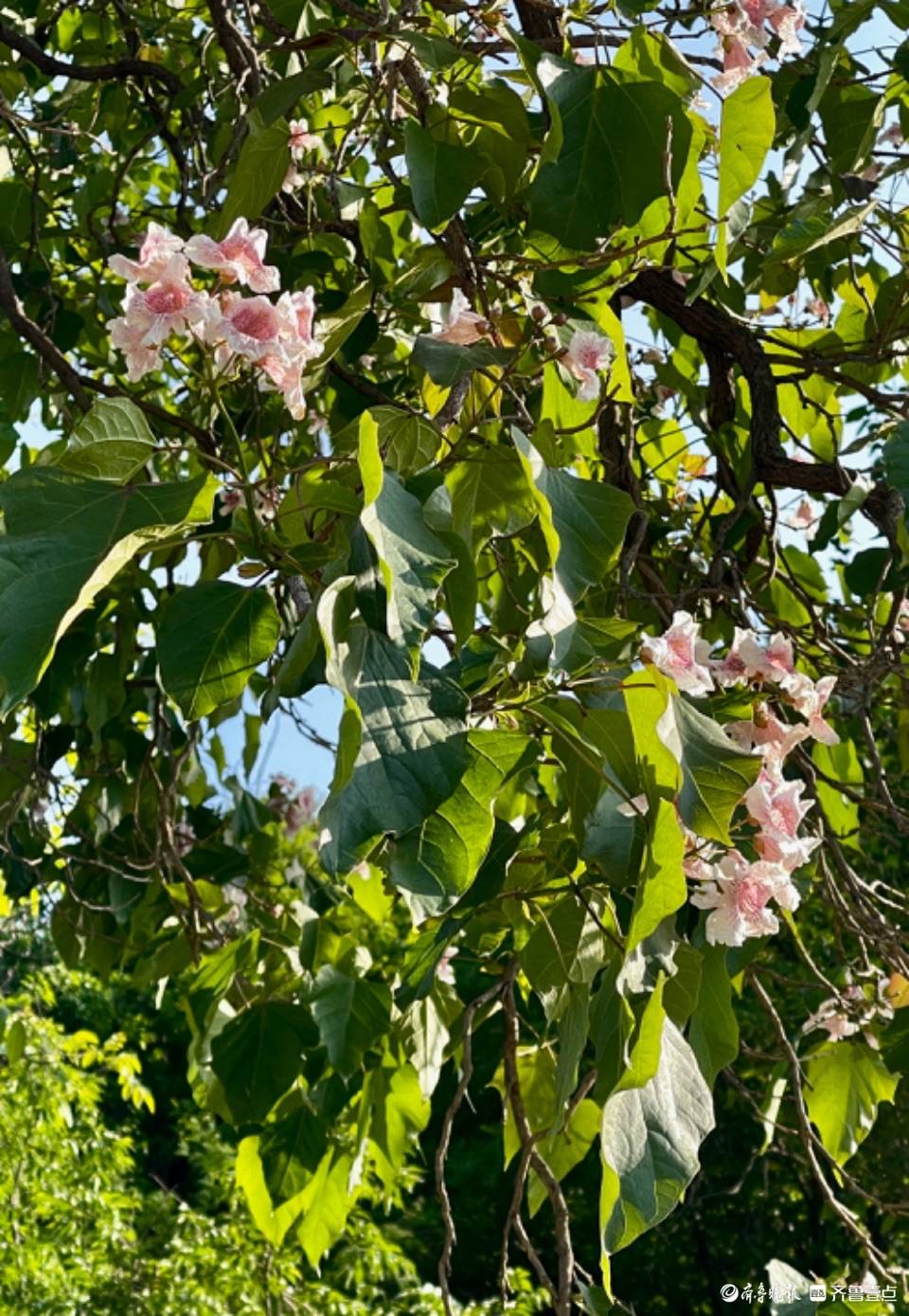 彩石捎近村的楸树,花开正艳