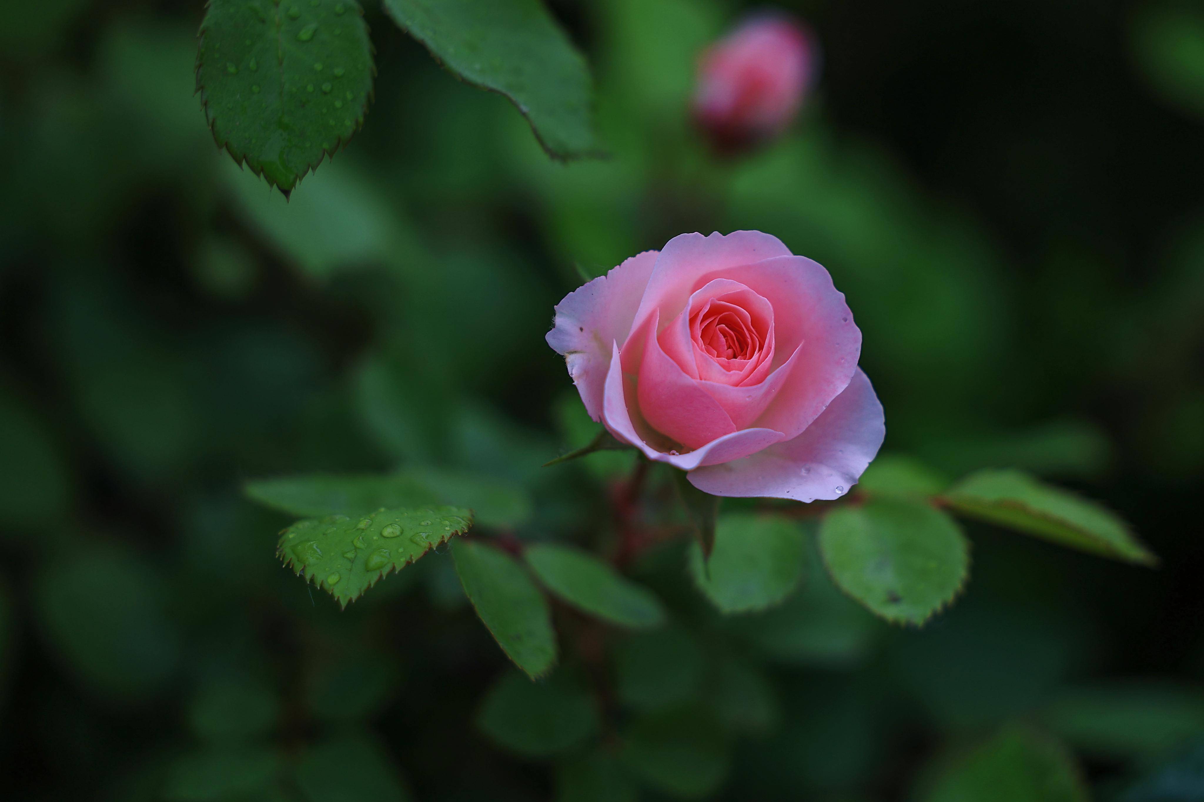 壁纸 花 桌面 4096_2730