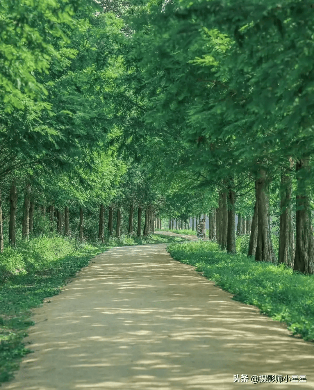 看看四季的树林,邂逅最美的风景!