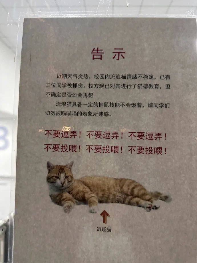 此猫减肥，请勿投喂！