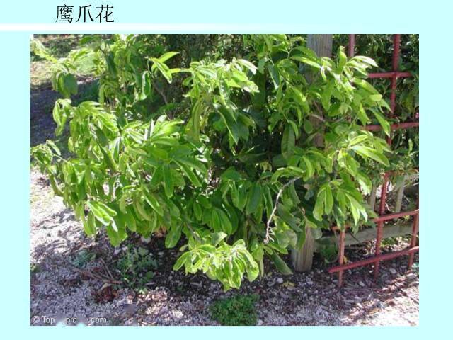 常用木质藤本植物资料集