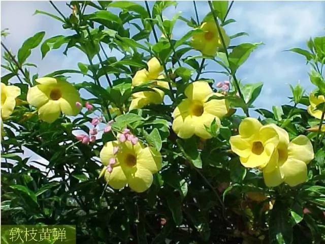 常用木质藤本植物资料集