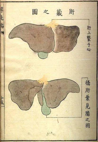 18世纪日本解剖图集