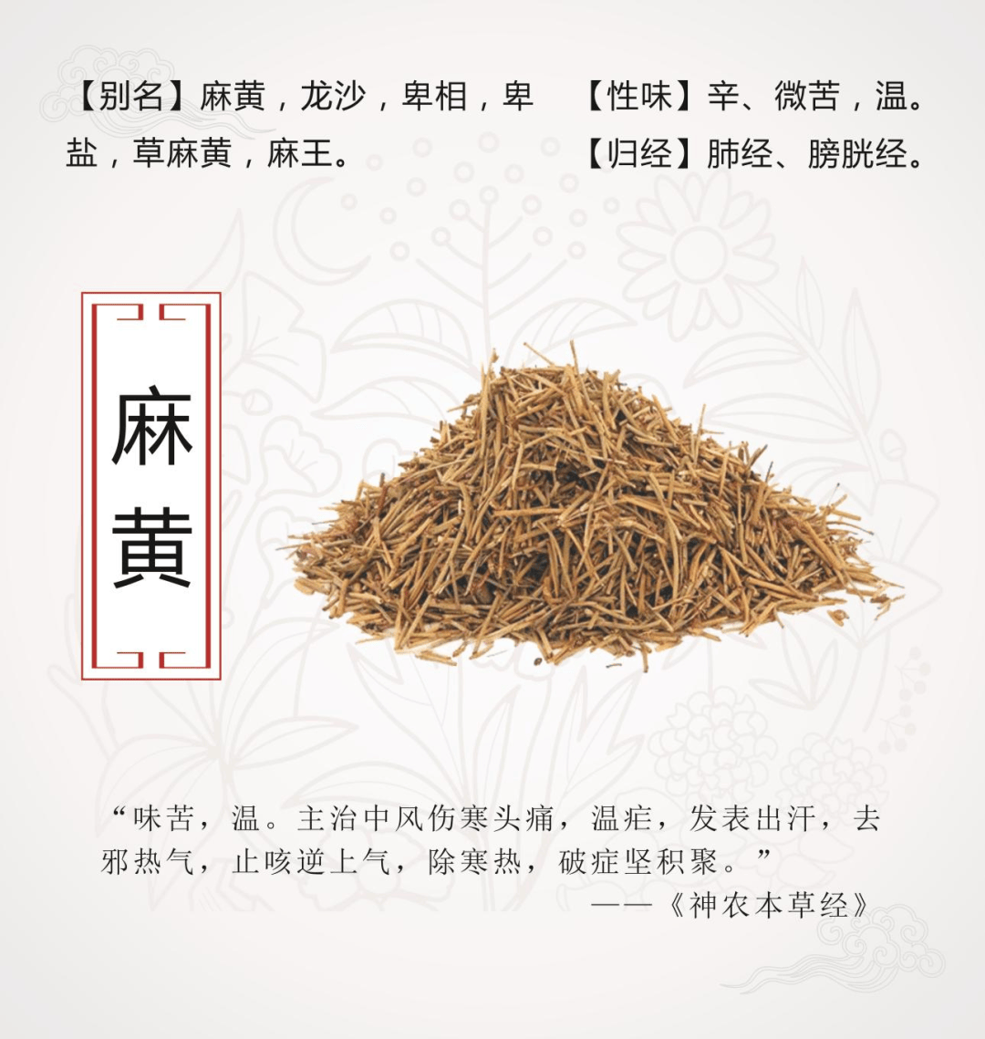 【中药小故事】每天认识一味药→麻黄