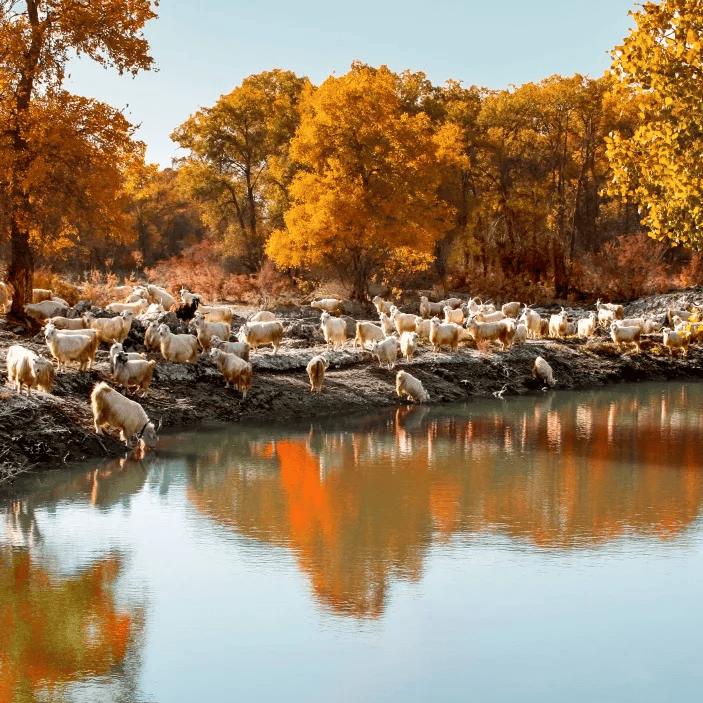 志愿西部行,我们在阿拉尔等你!丨西部计划招募季