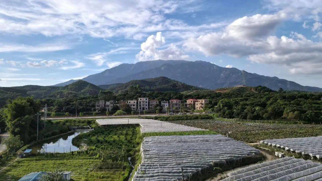 快来罗浮山下这个宝藏村打卡→_松树岗_长宁镇_乡村