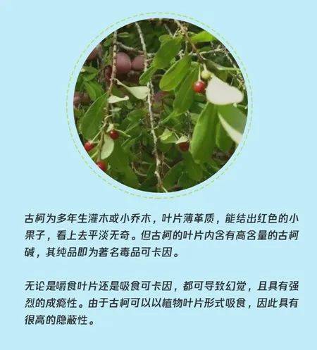 一种叫做古柯(coca)的植物它来源于有一种毒品叫做可卡因(cocaine)