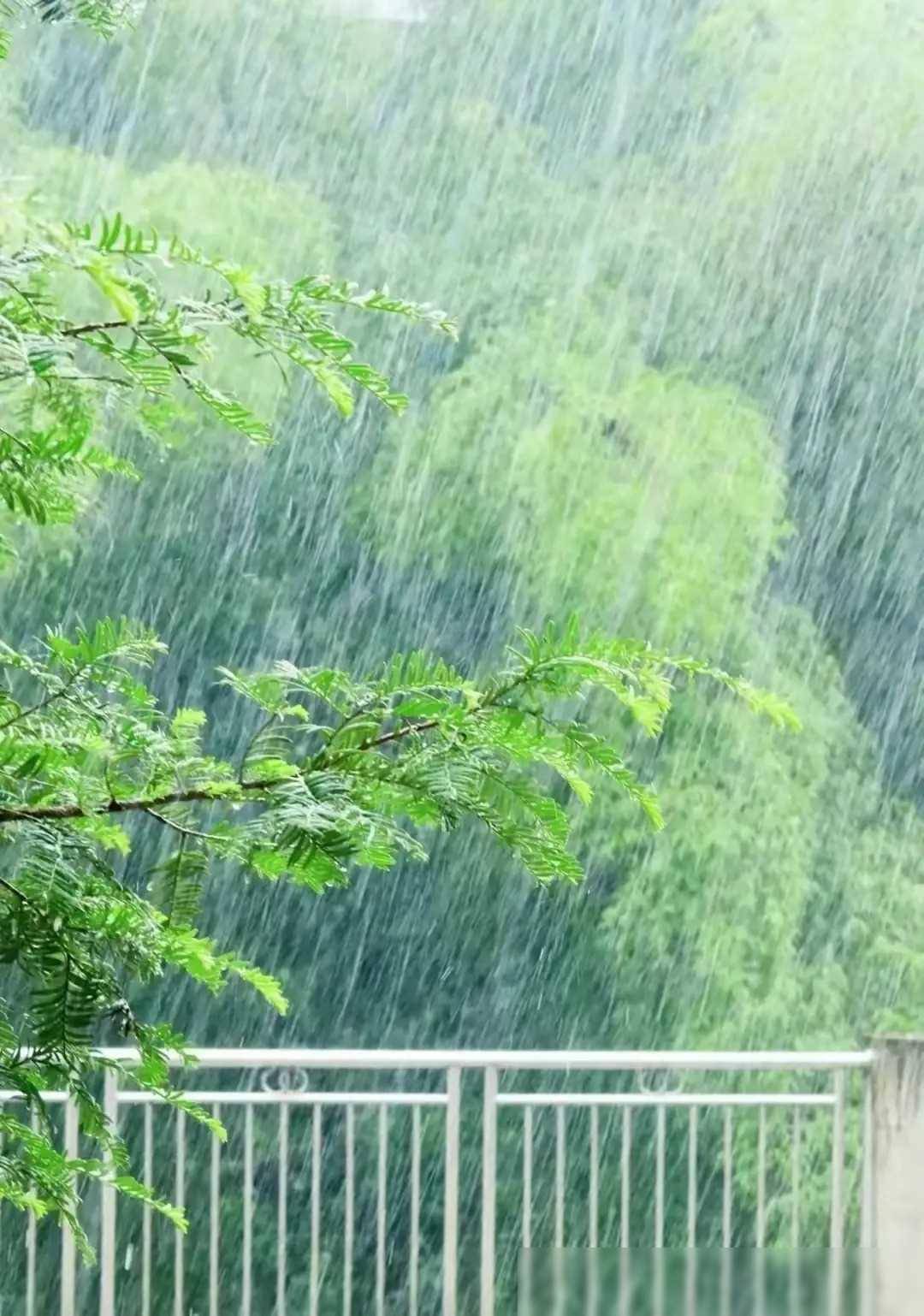 中雨转大雨图片