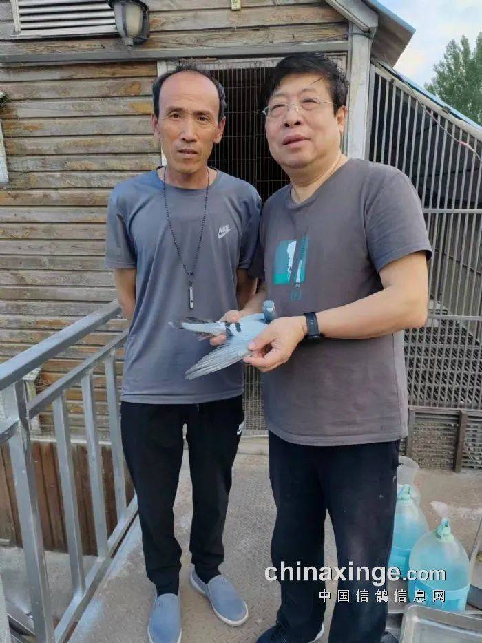 「鸽讯」北京丰台700公里长距离前十名风采_比赛_勾晨亮_刘昆英