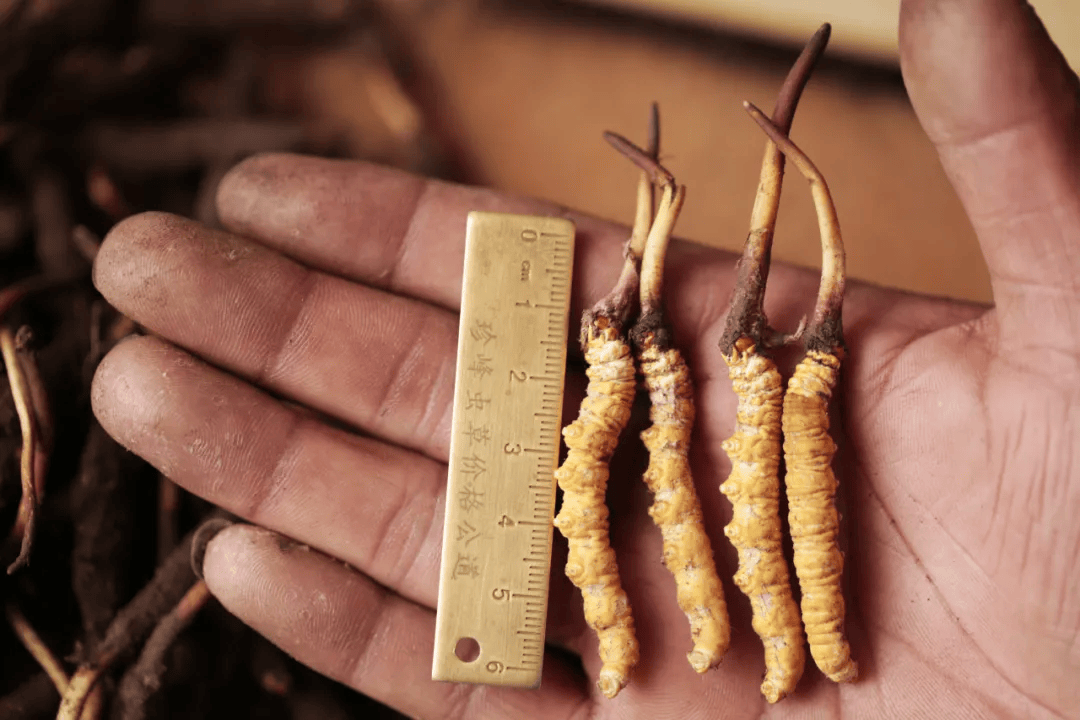 "天价虫草"内幕曝光后,5月这位虫草姑娘又火出圈了