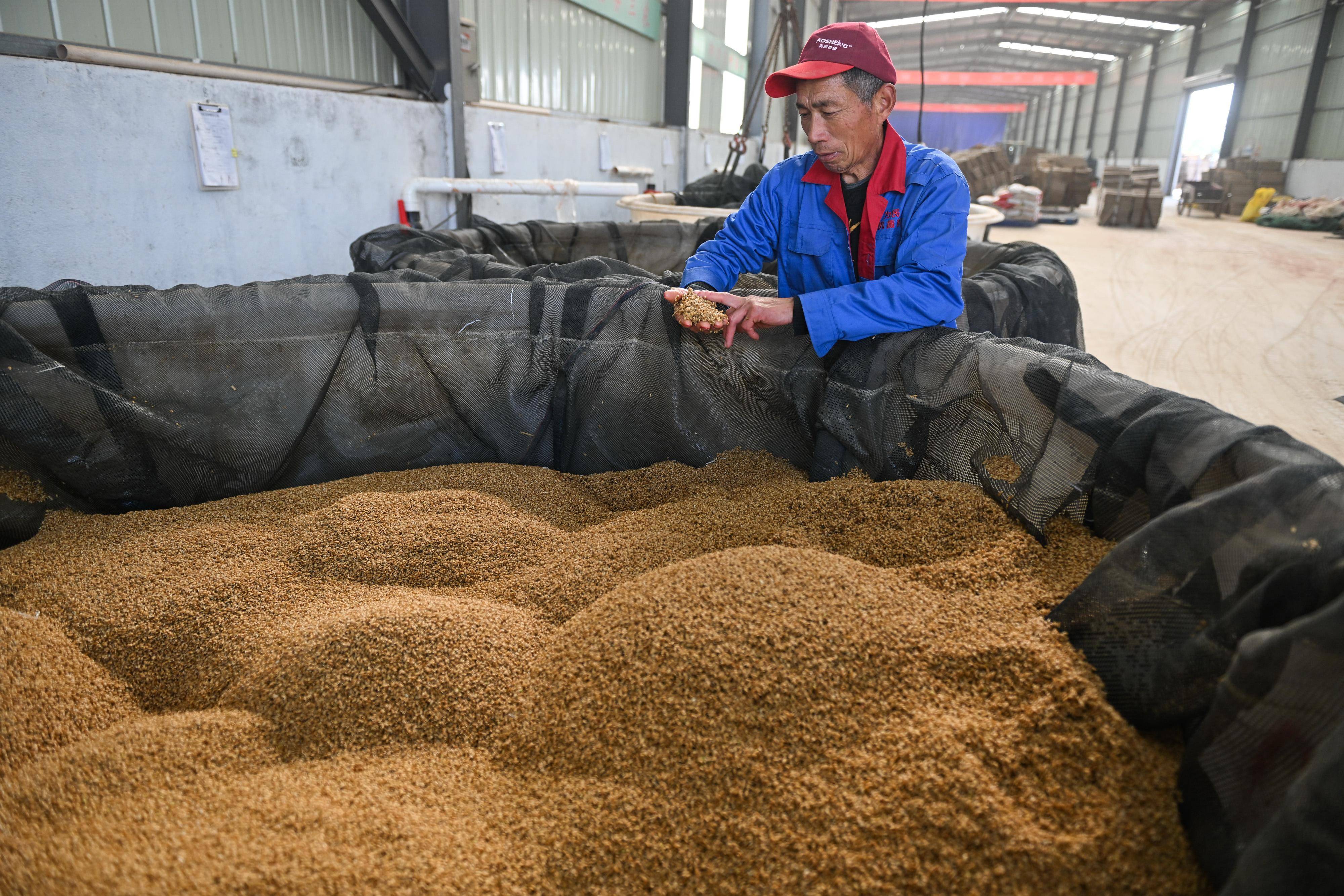 新华社记者 季春鹏 摄近年来,江苏省射阳县积极打造长三角地区优质农