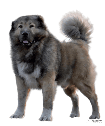 青白江人,养犬管理条例公开征求意见,快来看看有没有你的爱犬