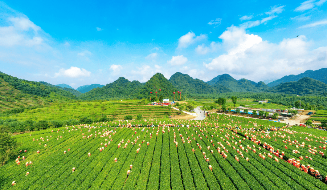 18英德自驾 | 仅此1团】深度体验英德春茶制作,叹山泉温泉,住天鹅湖