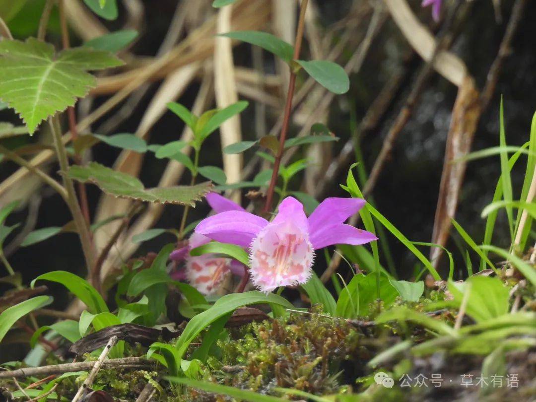上山的路上,看到了台湾独蒜兰,只是长得比较高,没