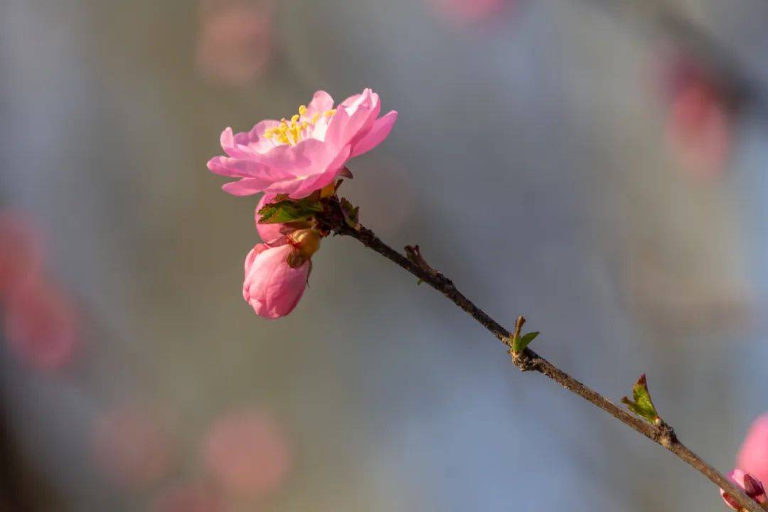 珍藏的山桃,李花,榆叶梅每一朵都是春天的小心脏那些信誓旦旦,熬不去