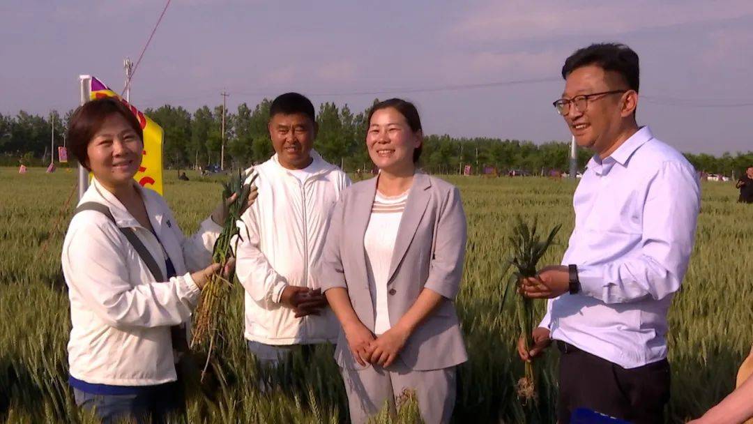 帝益麦种业召开2024年安徽区域郑麦136郑麦918现场观摩会