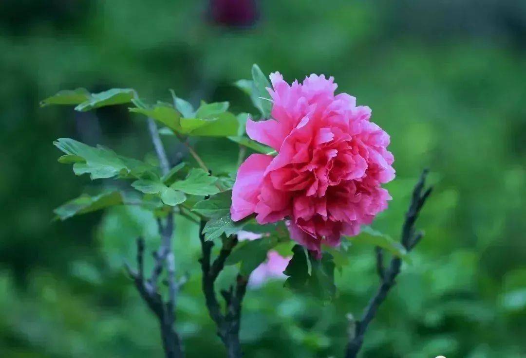 而"落尽残红始吐芳,佳名唤作百花王"的牡丹,却在一片葱郁中脱颖而出