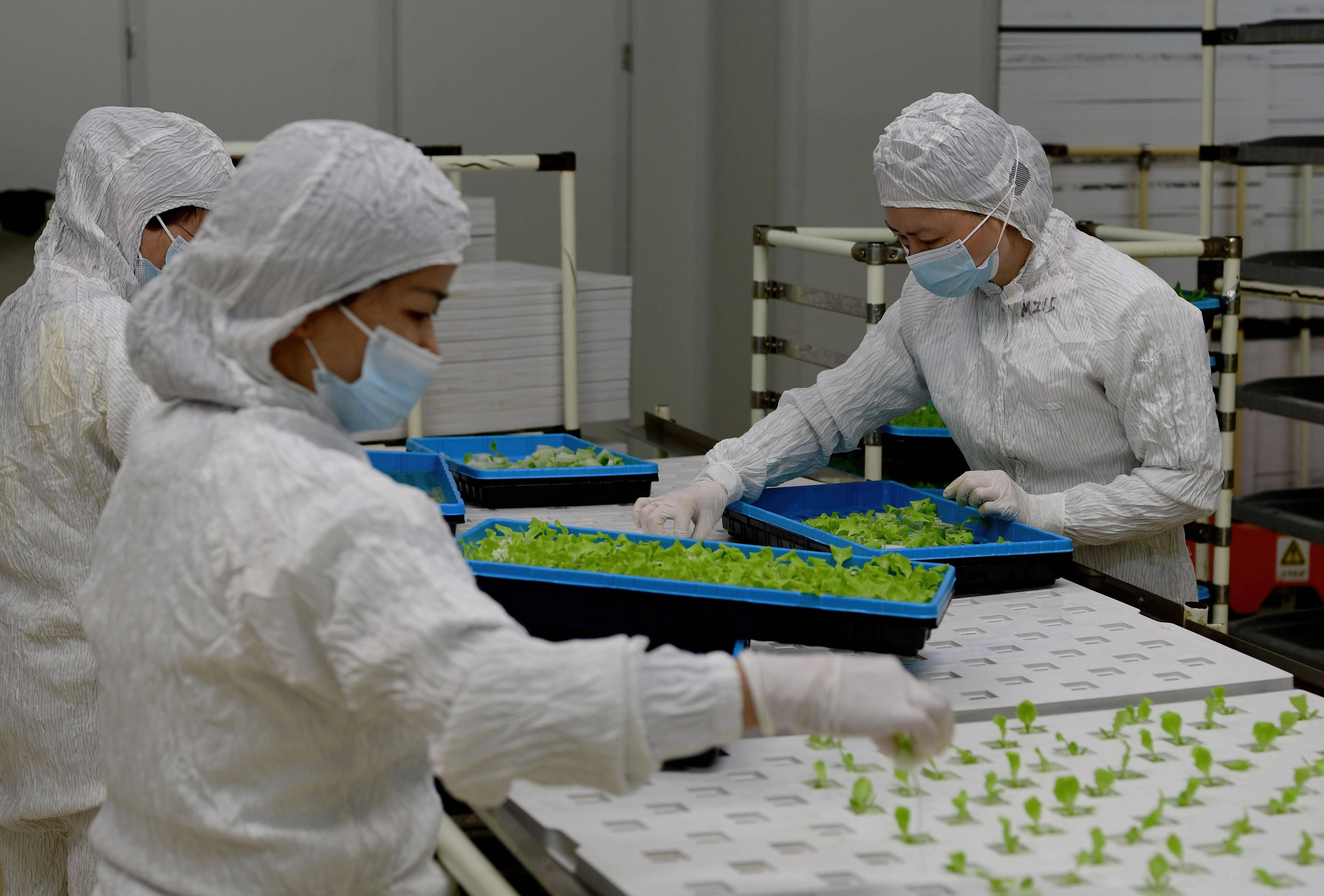 新华全媒 丨探访大型"无人植物工厂"