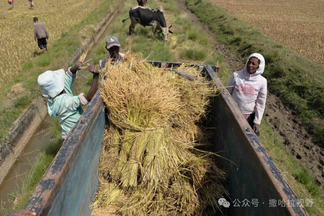   马达加斯加:收获杂交水稻 