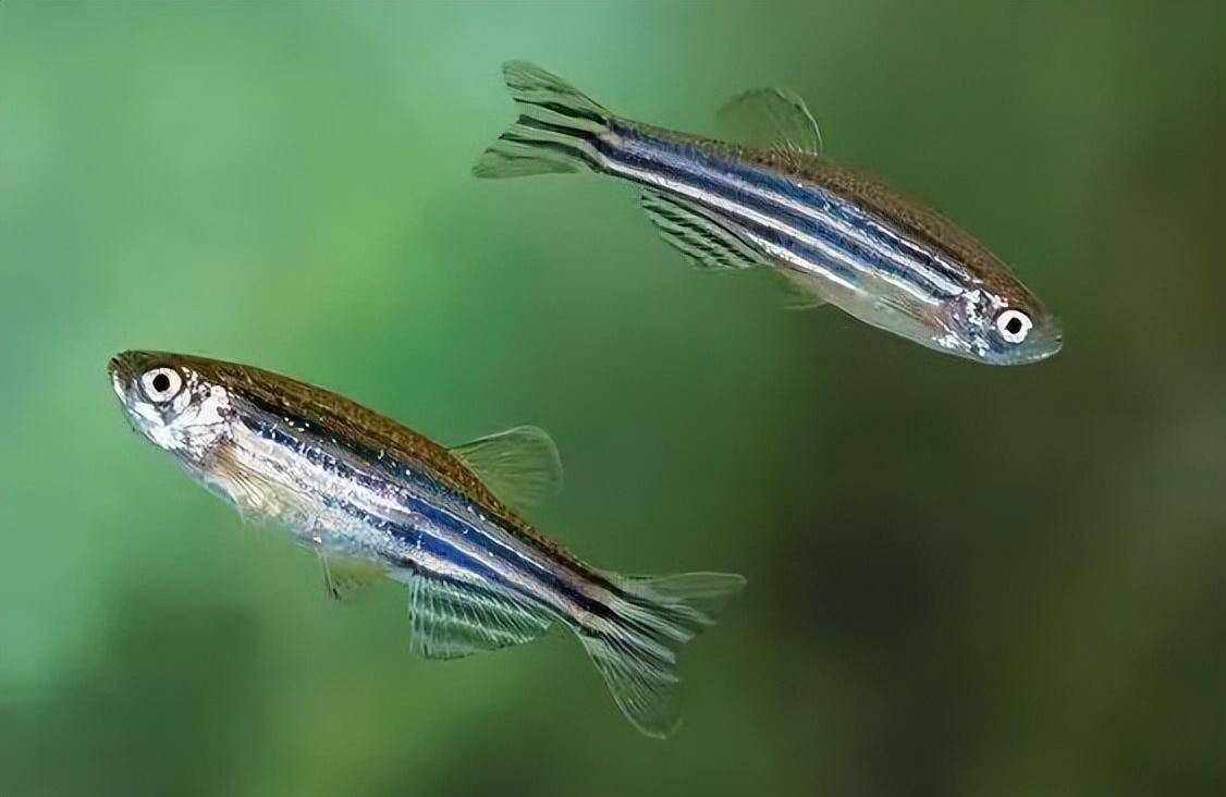 神舟十八号太空上养鱼,为何是斑马鱼?1条"小鱼"成研究产出第1