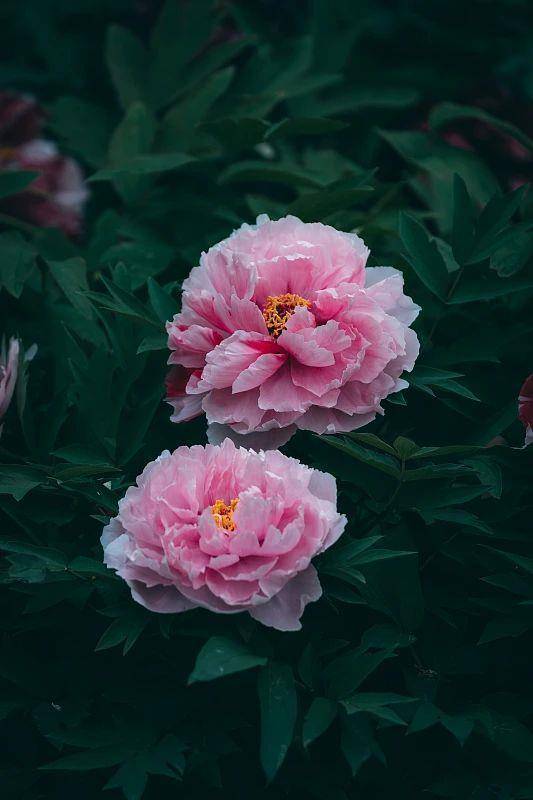 赏花03——《大地之上》"早在7000年前,浙江仙居一代就有杨梅生长.