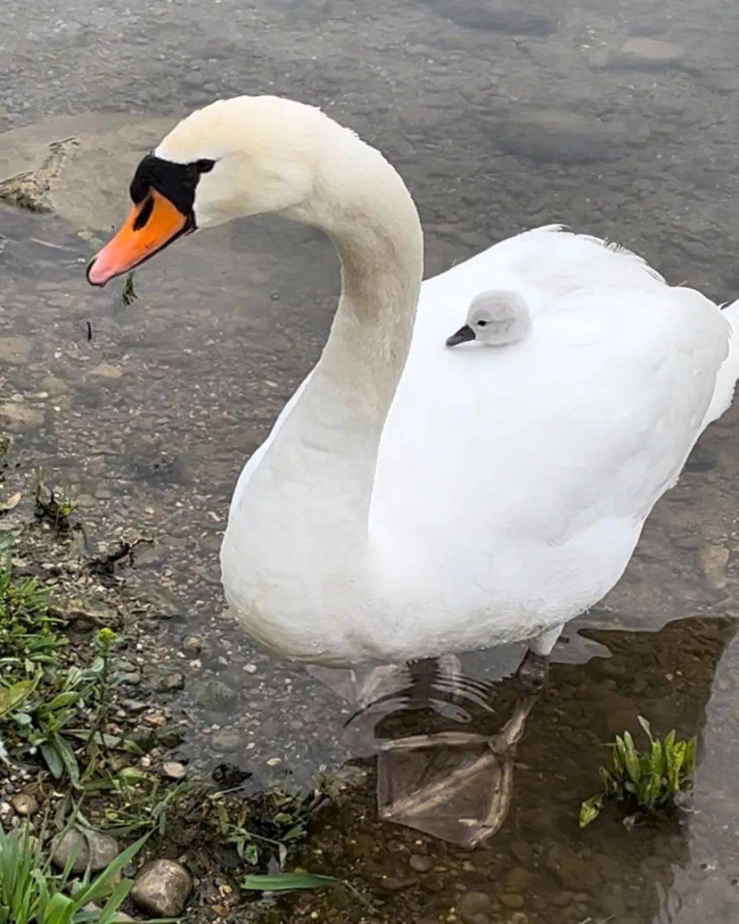 站图源:x(@mita3_)镰仓图源:x(@ruiruicamovi)新绿与伊根的船屋图源:x