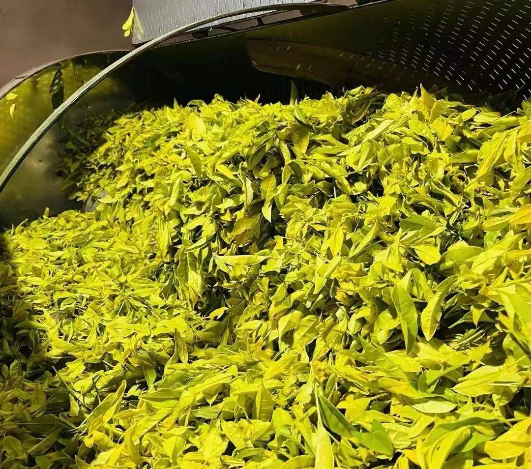 神奇的道茶:武夷岩茶—白鸡冠